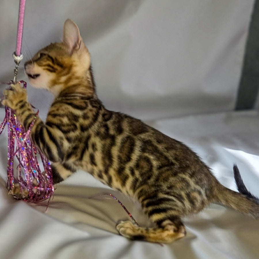 Mike Bengal male, black spotted tabby