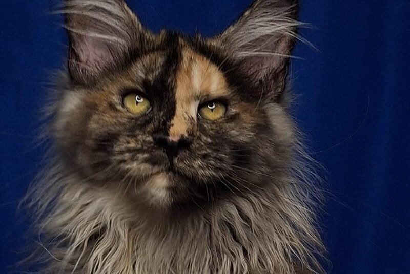 Intel'Legend Maine Coon female, black tortie silver