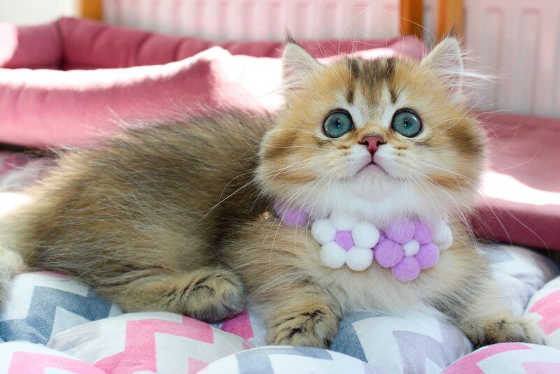 Diamond Munchkin male, chocolate golden ticked tabby