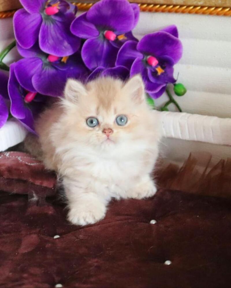 Sam British Longhair male, lilac golden shaded