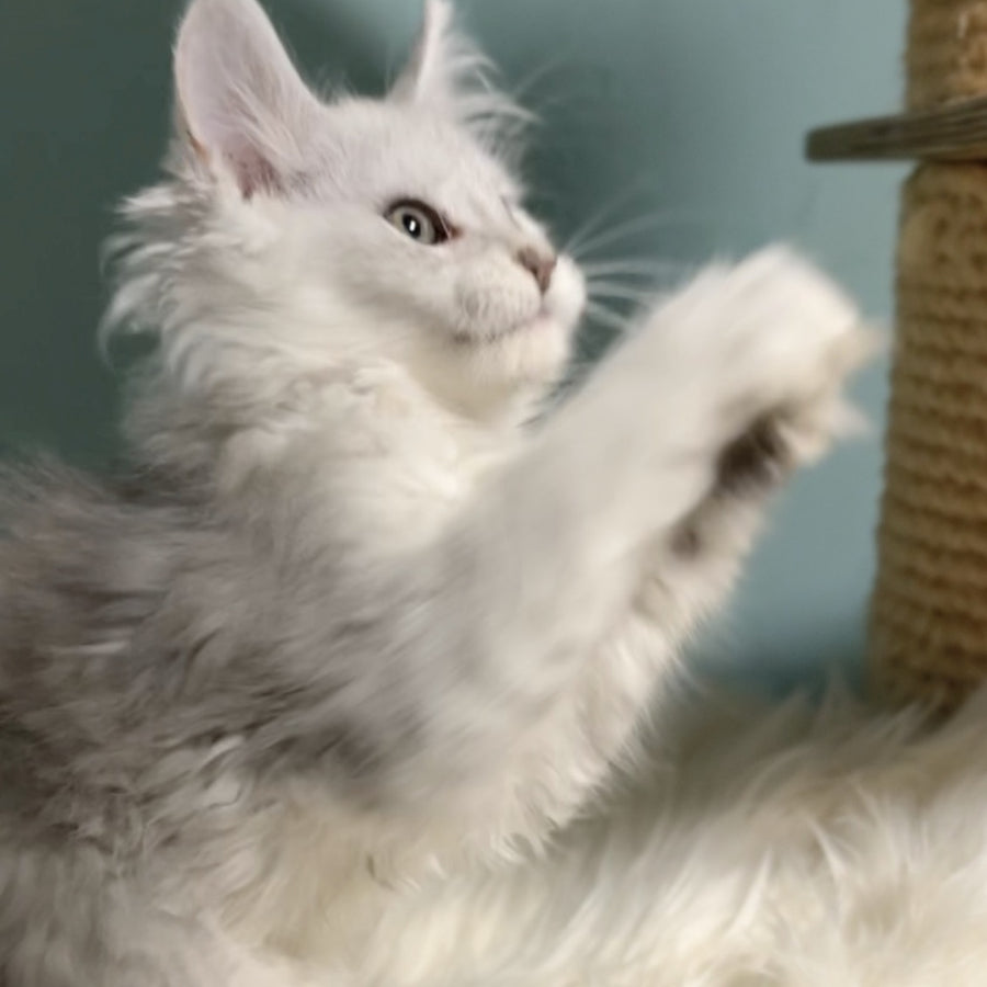 Gotham Maine Coon male, blue silver shaded