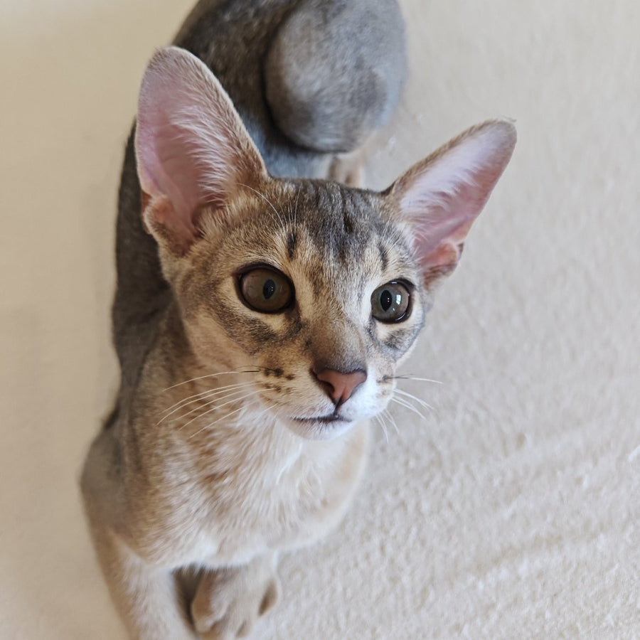 Kai Abyssinian male, blue