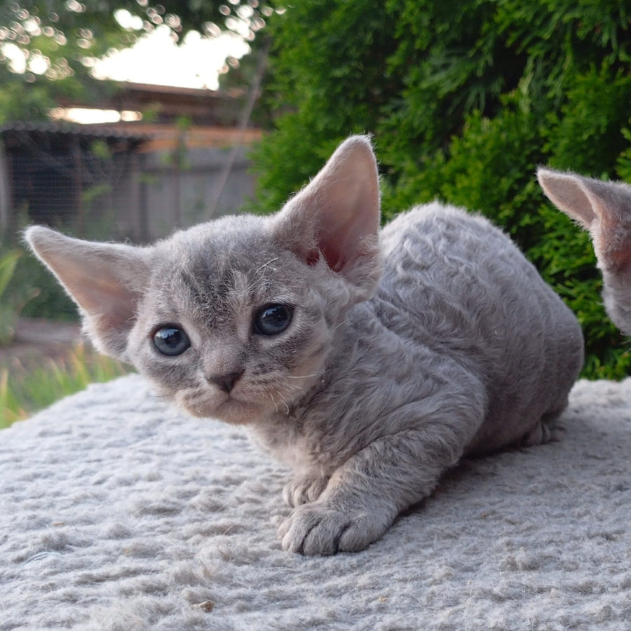 Stiksi Devon Rex female, blue tabby