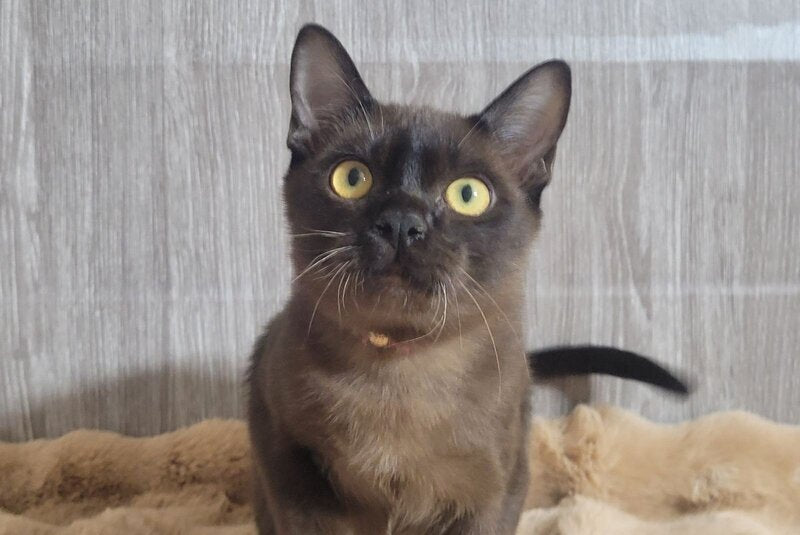 Odysseus Burmese male, black