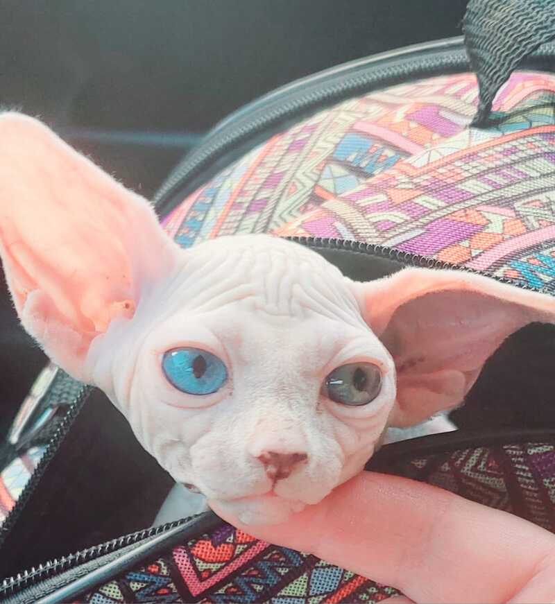 Tina Canadian Sphynx female, white