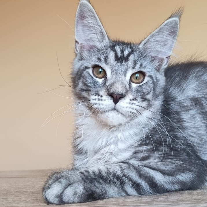Django Maine Coon male, black silver tabby