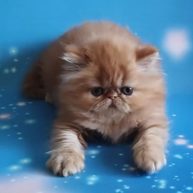 Sonata Persian female, red tabby