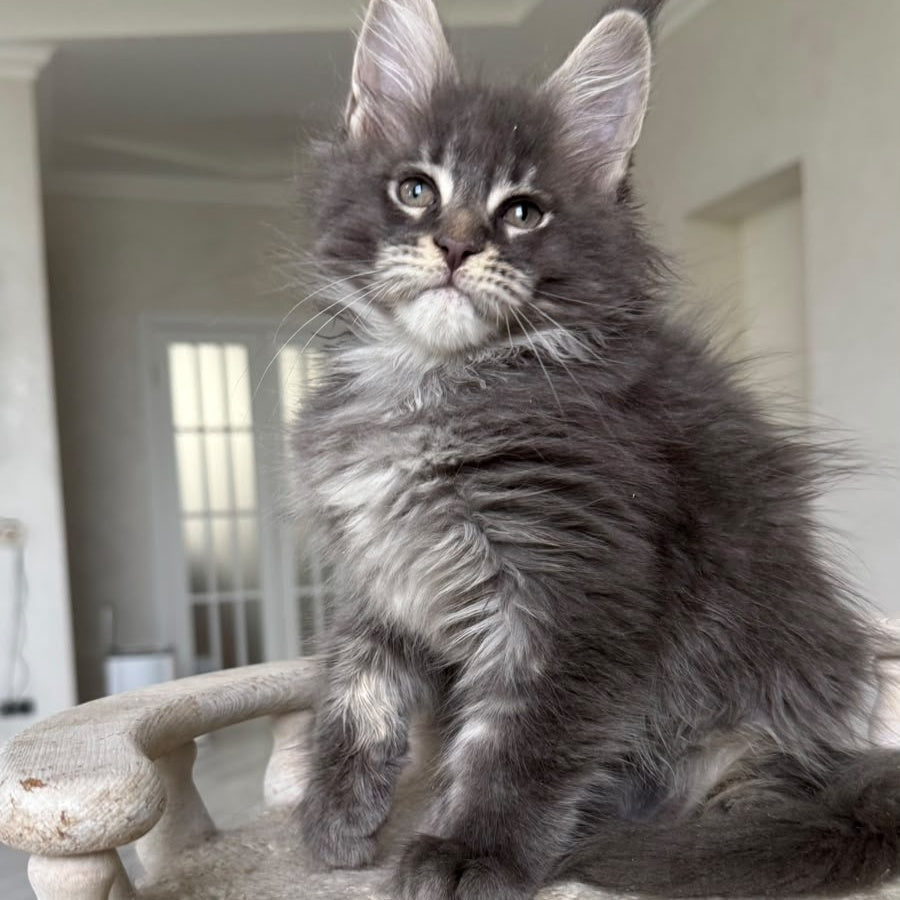 Yarik Maine Coon male, blue ticked tabby