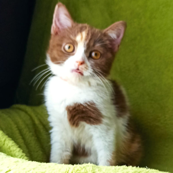 Leosia British Shorthair female, cinnamon tortie bicolour