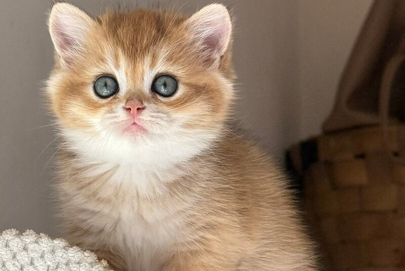 Callie Scottish Straight female, black golden ticked tabby