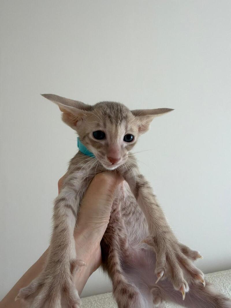 Axel Oriental Shorthair male lilac spotted tabby - live animals