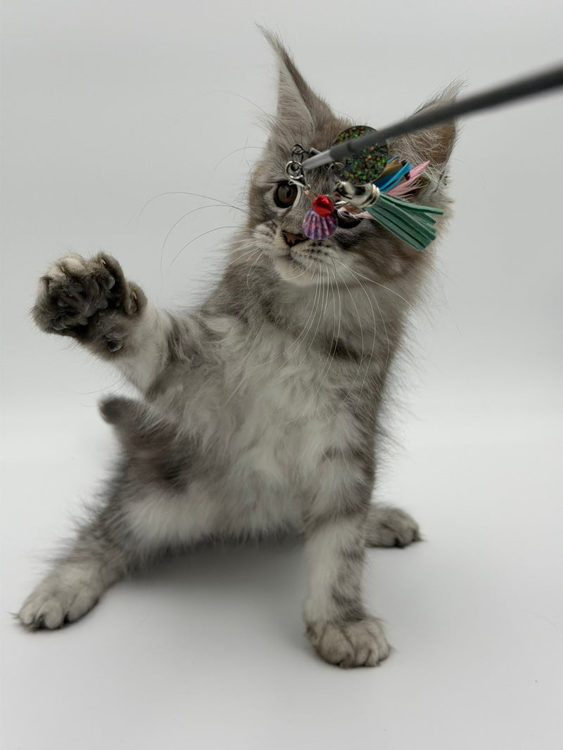 Kotello Maine Coon male black silver tabby - live animals