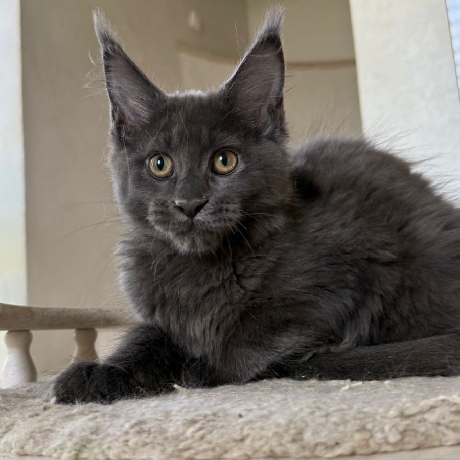 Jina Maine Coon female, blue silver with white
