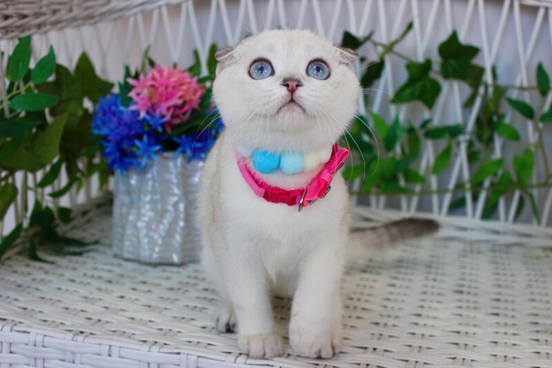 Bianca Scottish Fold female, black silver shaded pointed