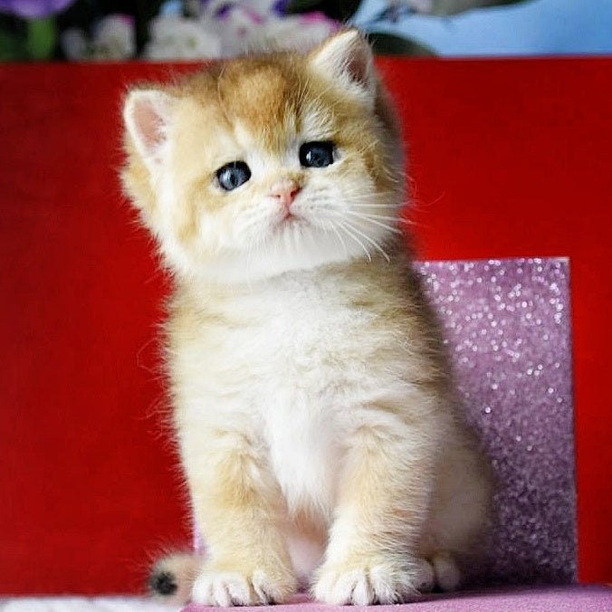 Simba British Shorthair male, black golden chinchilla