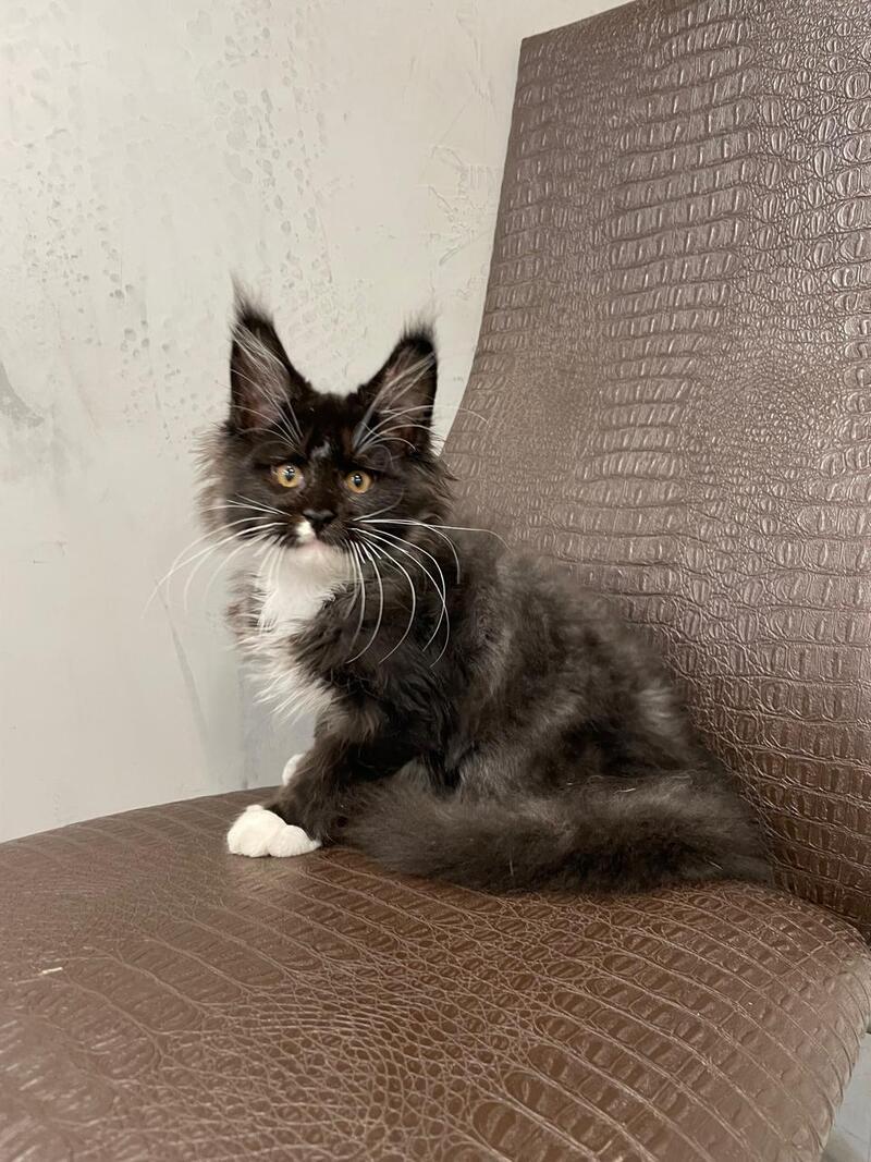 Irik Maine Coon male, black with white