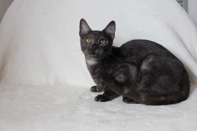 Ponti Bengal male, black silver