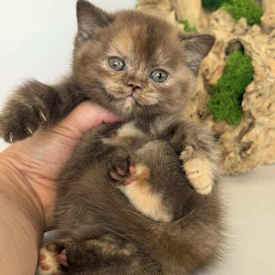 Giana British Shorthair female, cinnamon tortie