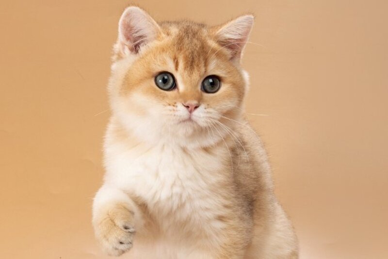 Sirius British Shorthair male, black golden shaded