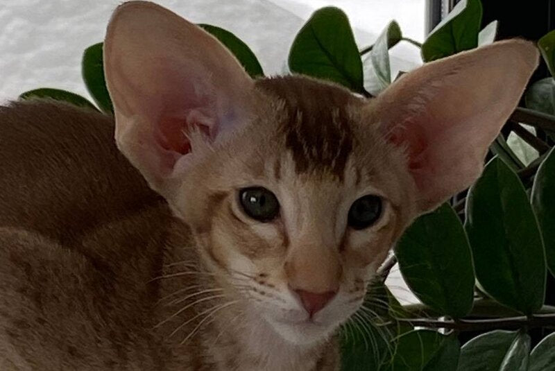 Hilli Siamese female cinnamon ticked tabby live animals
