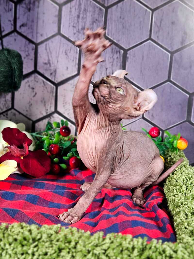 Isolde Elf female, black bicolour tabby