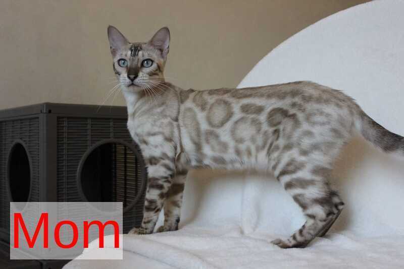 Vakula Bengal female, black spotted tabby pointed
