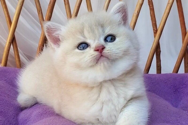 Willy British Shorthair male, lilac golden chinchilla