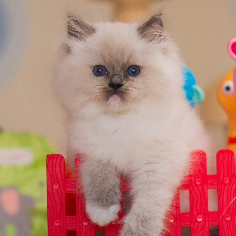 Yukio Ragdoll male, blue mitted