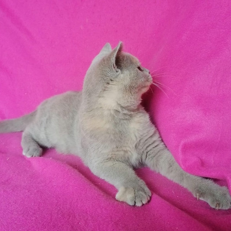 Leona British Shorthair female, lilac tortie
