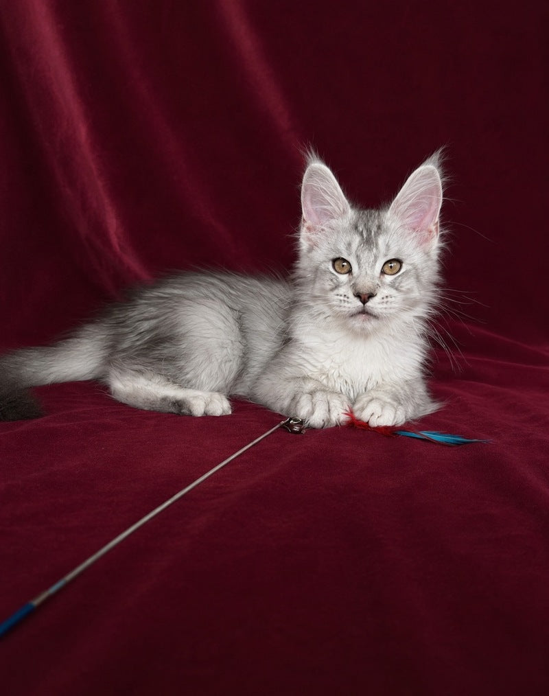 Iverson Maine Coon male, black silver ticked tabby