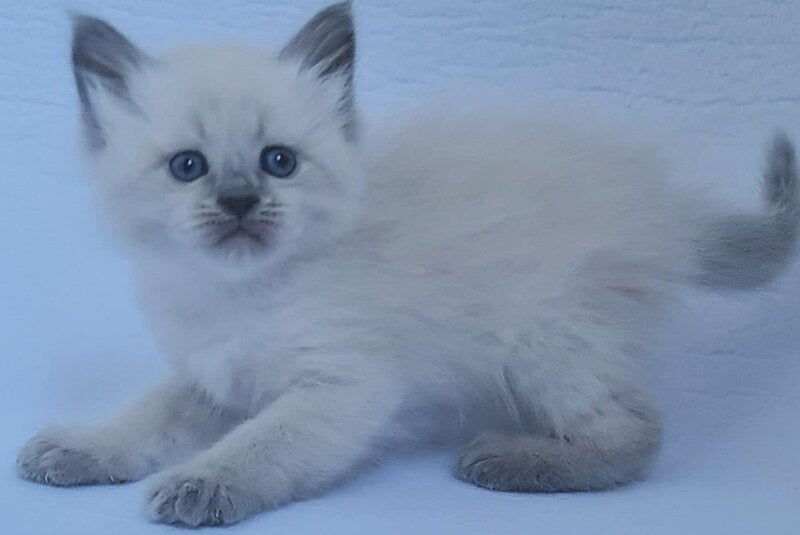 Xenia Siberian female, blue pointed