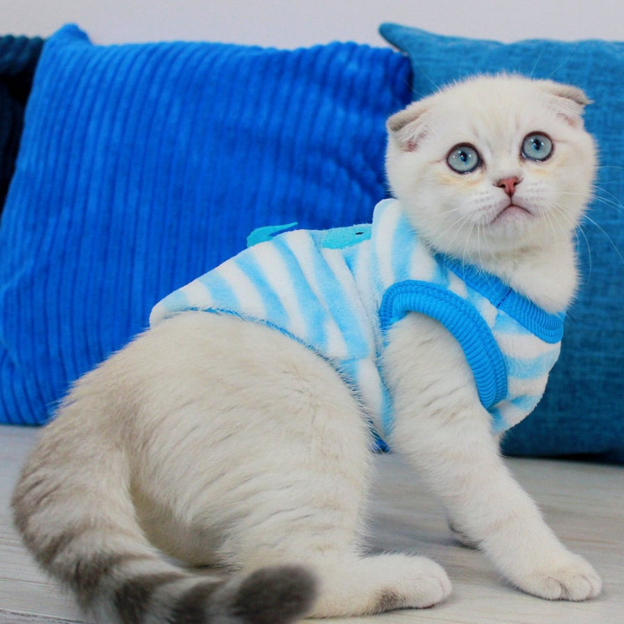 Paris Scottish Fold male, blue golden shaded pointed