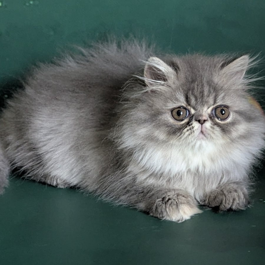 Donya Persian female, blue tortie