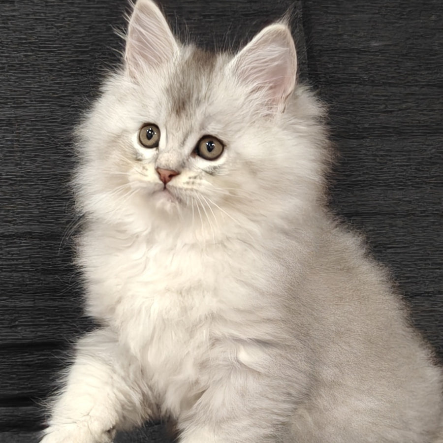 Nikos Maine Coon male, black silver shaded