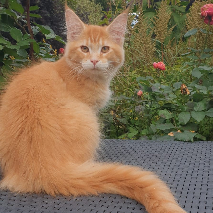 Hugo Maine Coon male, red ticked tabby