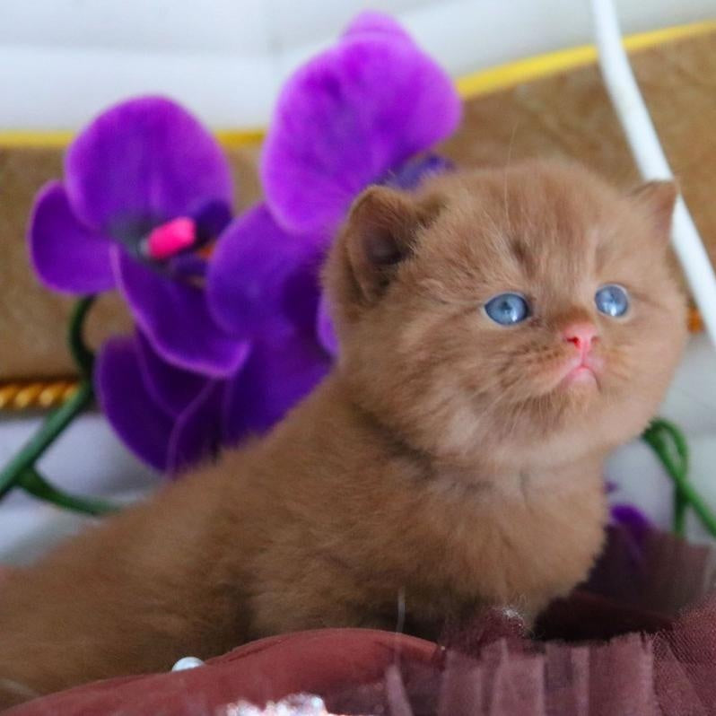 Richard British Shorthair male, cinnamon