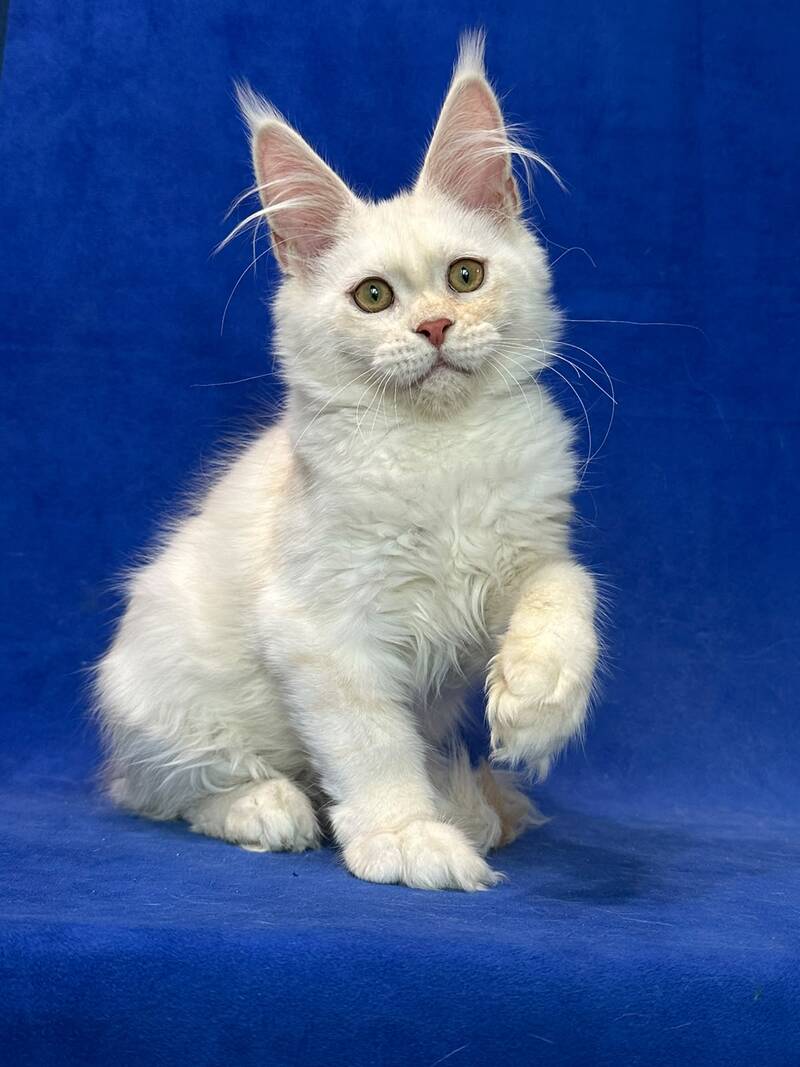 Dobryanka Maine Coon female, red silver shaded