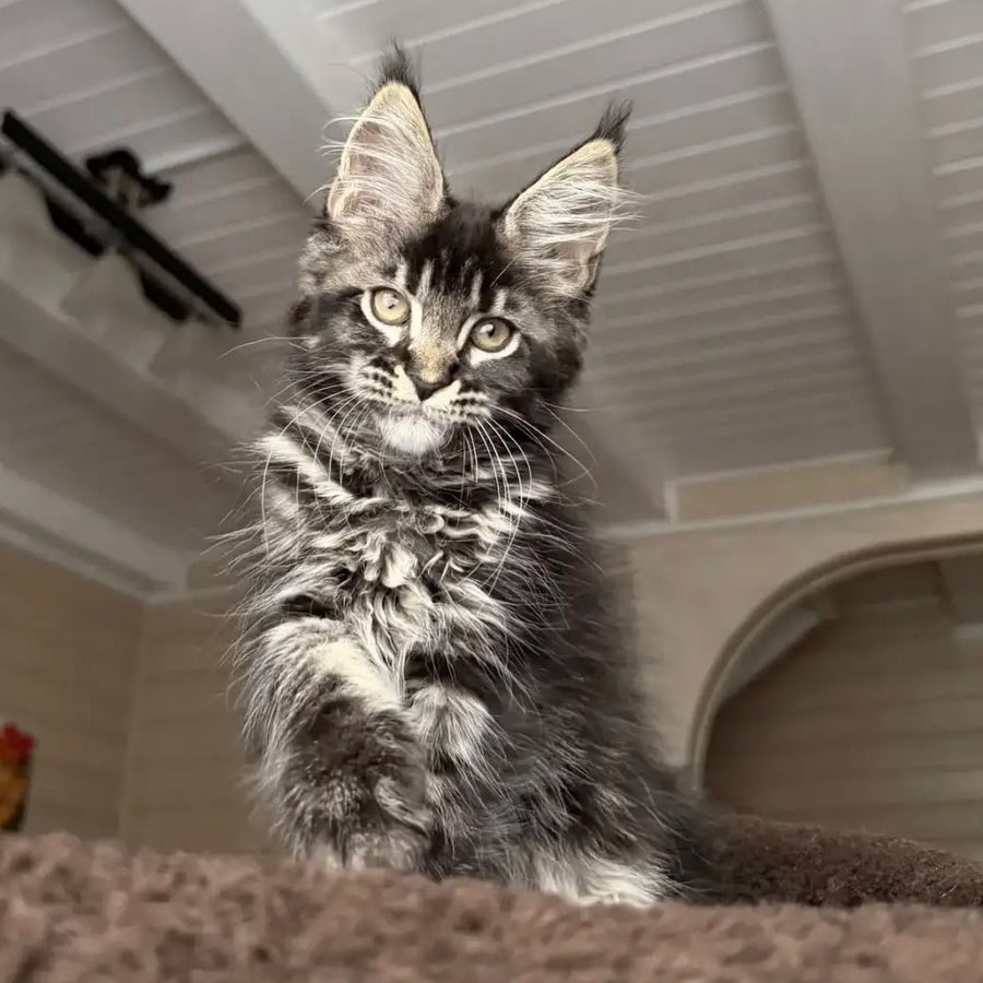 Chilli Maine Coon female, black tabby