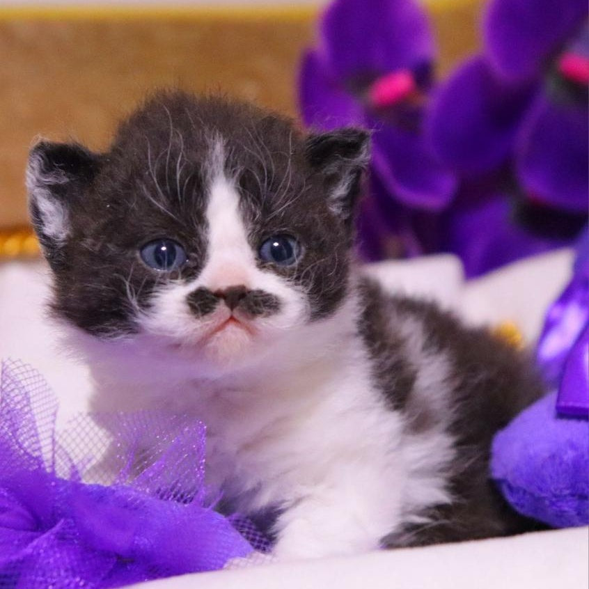 Derec Selkirk Rex male, black bicolour
