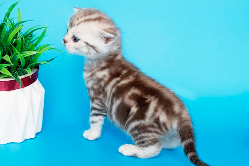 Krispy British Shorthair male, chocolate silver tabby