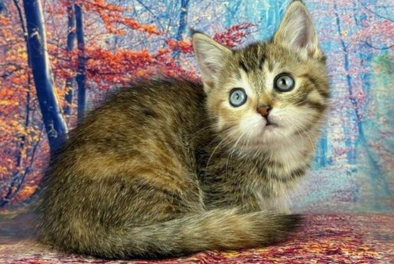 Zlata Munchkin female, black tortie spotted tabby with white