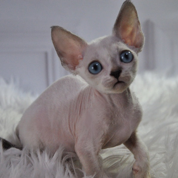Mark Devon Rex male, blue tabby pointed