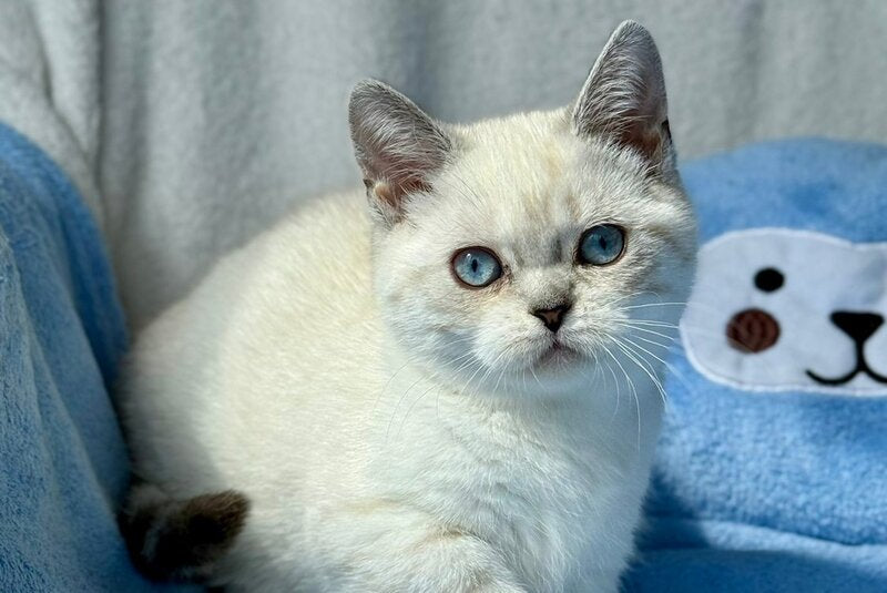 Naytiri Munchkin female black silver tabby pointed - live animals