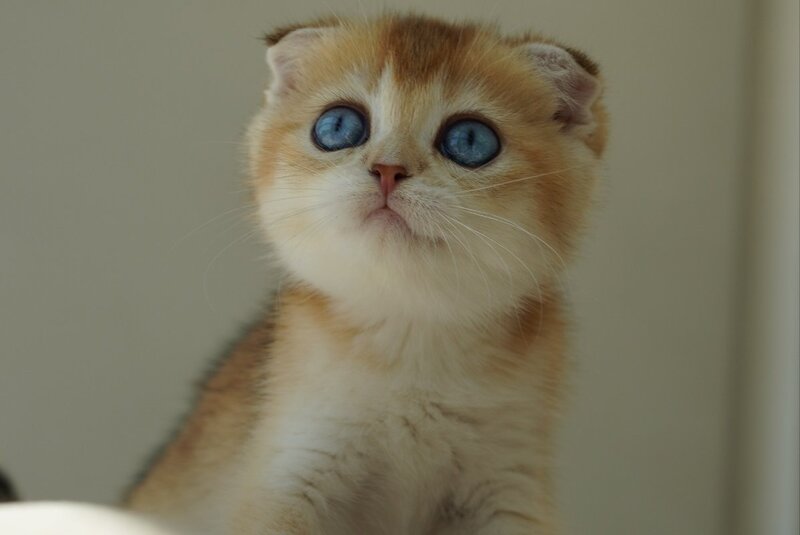 Queenie Scottish Fold female, black golden shaded with white