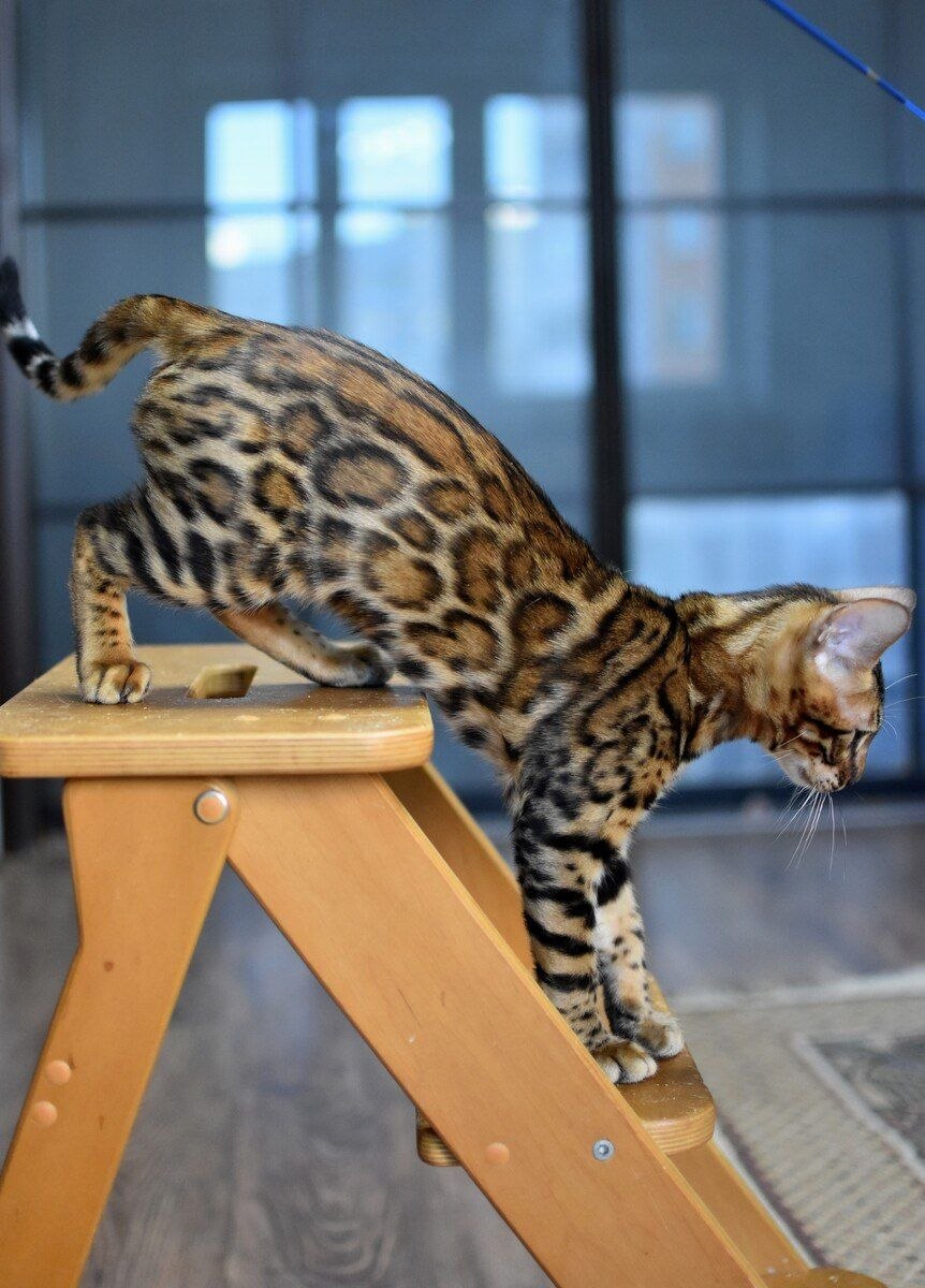 Magnus Bengal male black spotted tabby - live animals