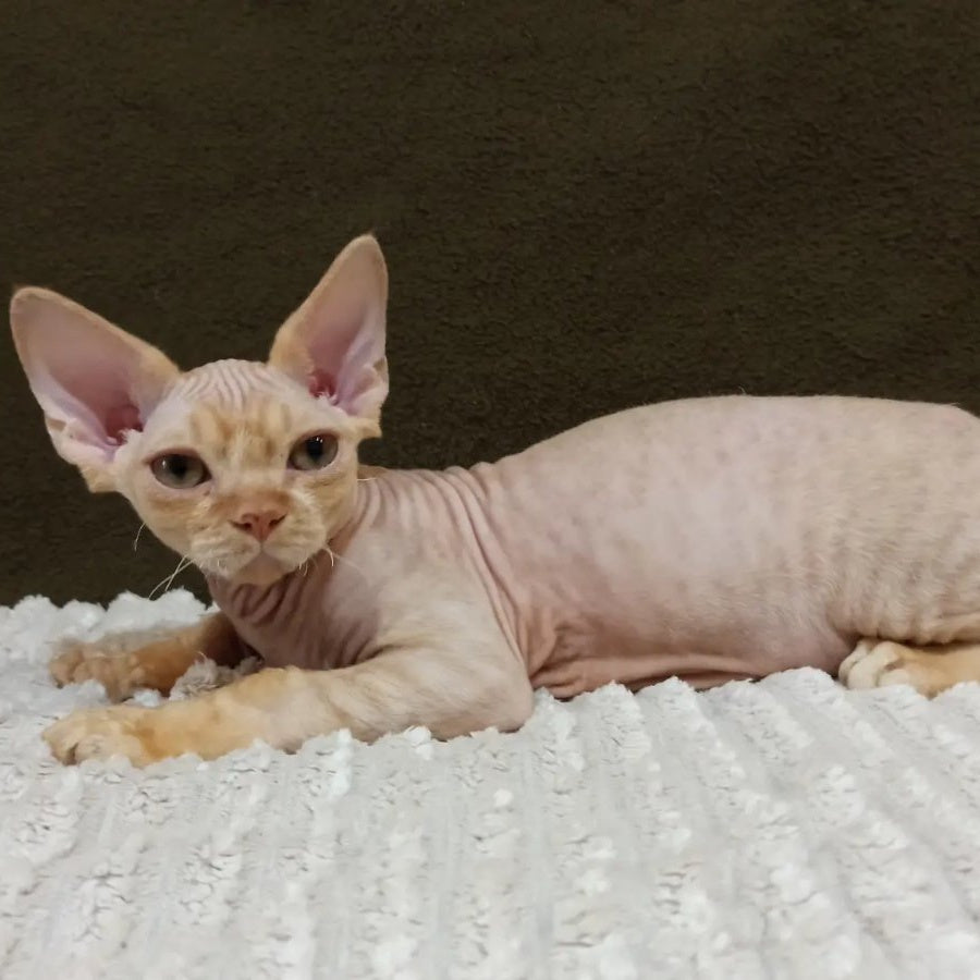 Edgar Devon Rex male, red bicolour tabby