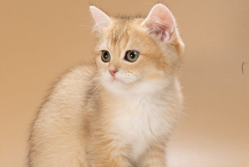 Cristian British Shorthair male, black golden shaded