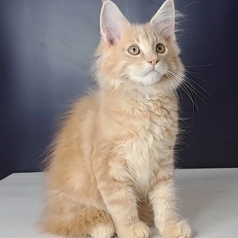 Nemo Maine Coon male, red tabby
