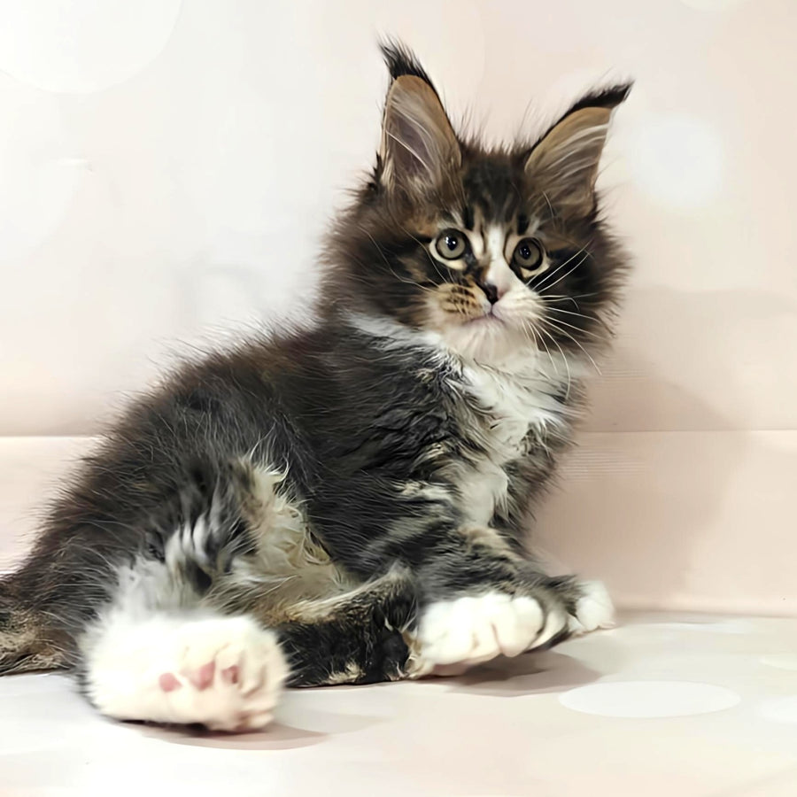 Cosmos Maine Coon polydactyl 6x6x6x6 male, black tabby with white