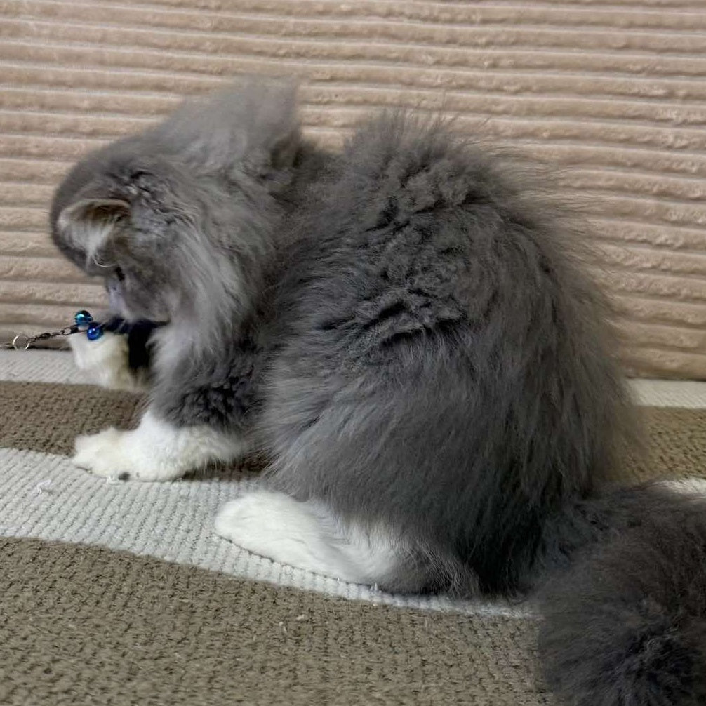 Lady Blue Persian female, blue bicolour spotted tabby